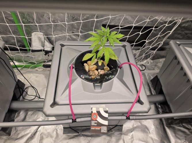 Aero #kannabia sunset sherbet. Week 3