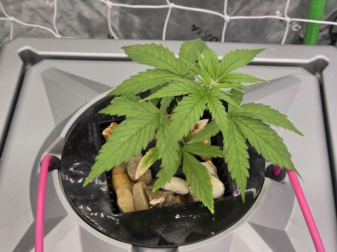 Aero #kannabia sunset sherbet. Week 3