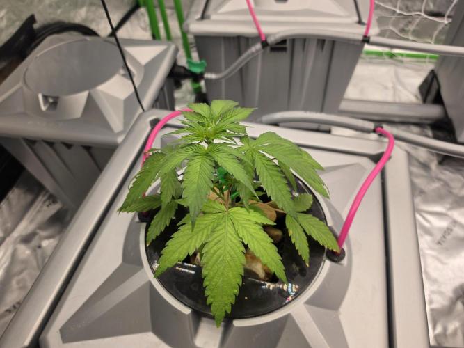 Aero #kannabia Candy cream go fast. Week 3