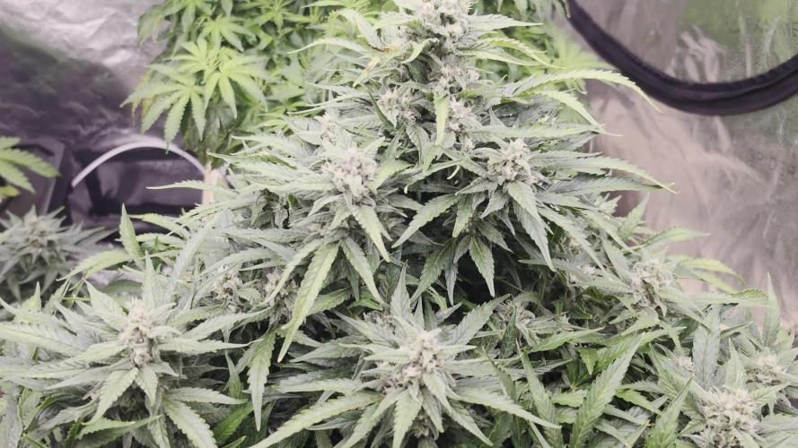 Hydro FF Auto Sativa