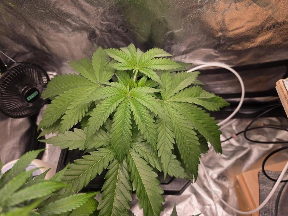 Dwc sweet cream caramel. Week 3