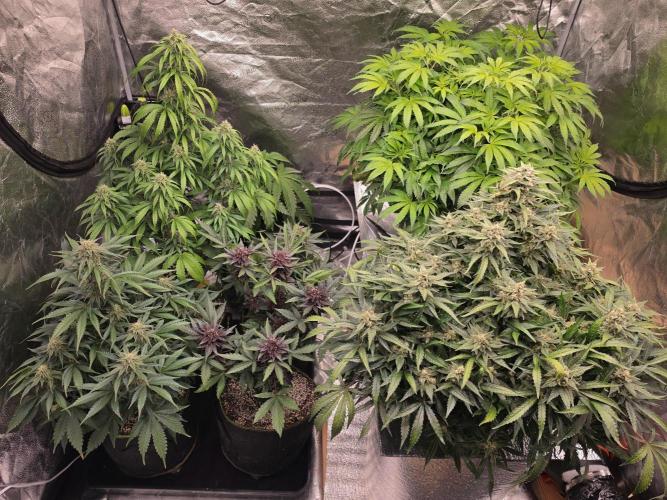 Coco auto medicinal grow RQS. Week 9