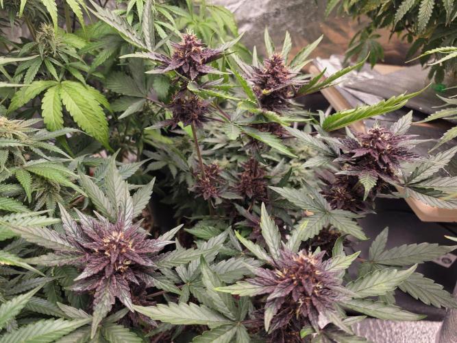 Coco auto medicinal grow RQS. Week 9