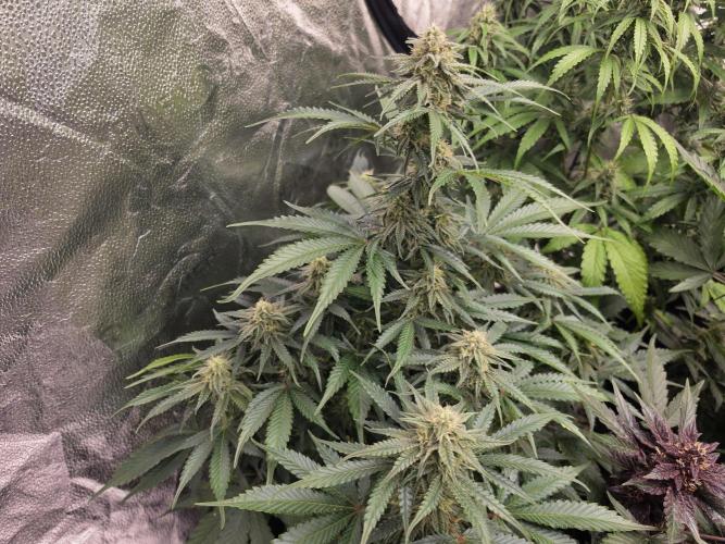 Coco auto medicinal grow RQS. Week 9