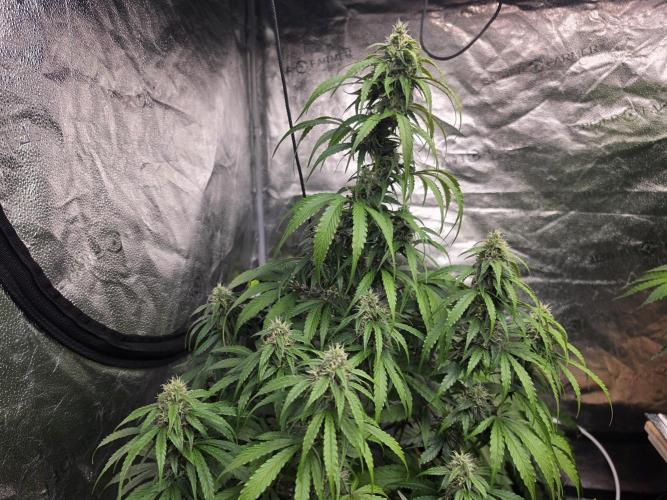 Coco auto medicinal grow RQS. Week 9