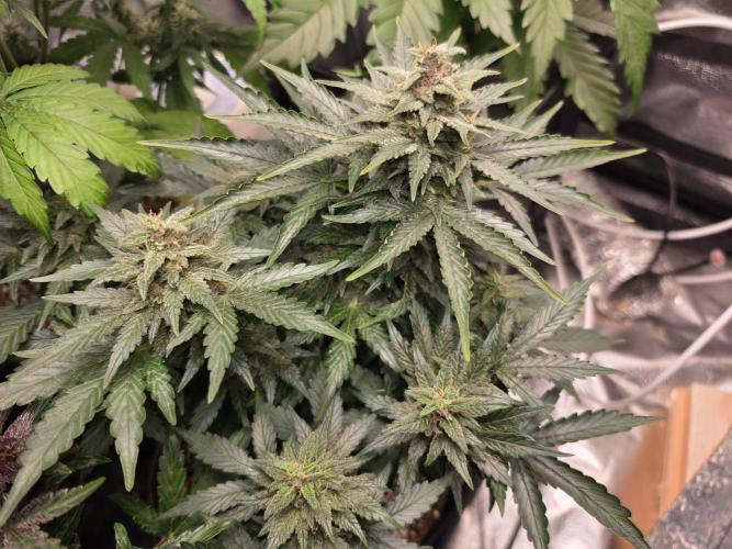 Coco auto medicinal grow RQS. Week 9