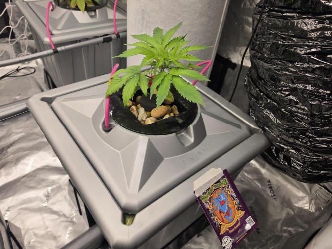 Aero sweet cream caramel. Week 4