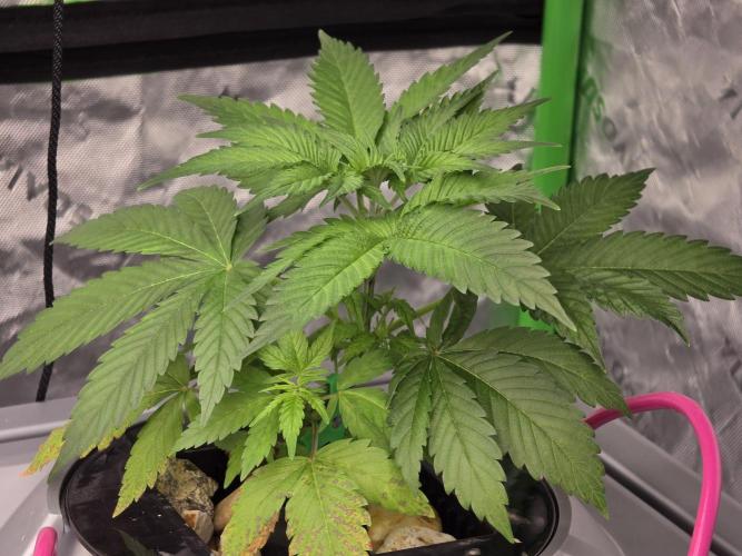 Aero sweet cream caramel. Week 4