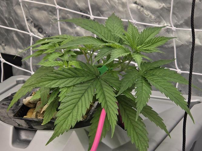Aero #kannabia sunset sherbet. Week 4
