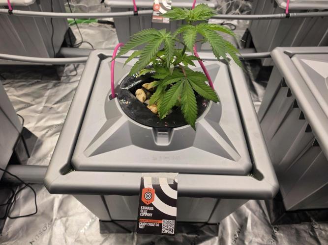Aero #kannabia Candy cream go fast. Week 4