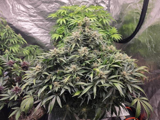 Hydro FF Auto Sativa. Week 12
