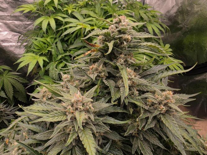 Hydro FF Auto Sativa. Week 12