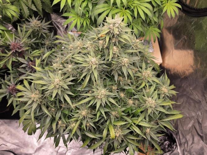 Hydro FF Auto Sativa. Week 12