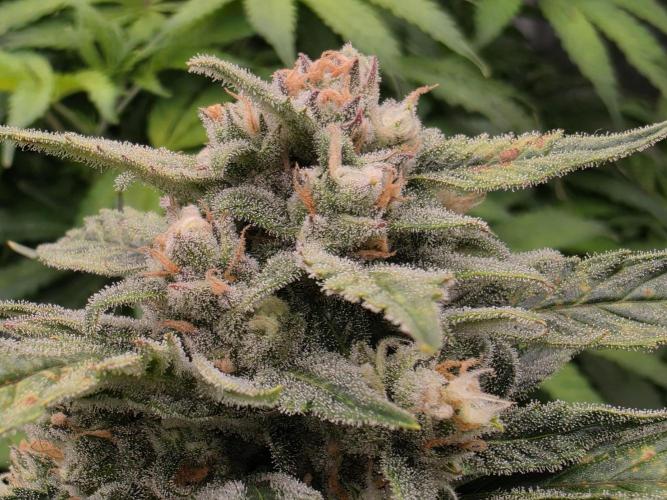 Hydro FF Auto Sativa. Week 12