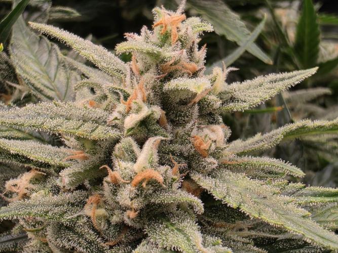 Hydro FF Auto Sativa. Week 12