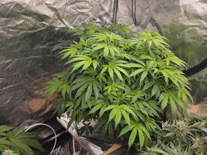 DWC Papaya Zoap Fast. Week 10