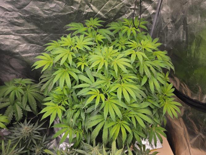 DWC Papaya Zoap Fast. Week 10