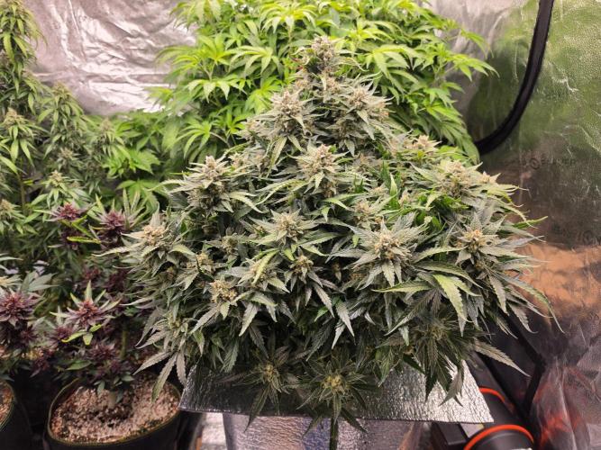 Hydro FF Auto Sativa. Week 13