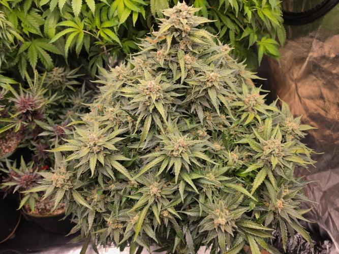 Hydro FF Auto Sativa. Week 13