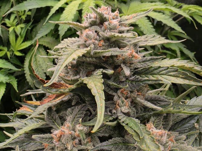 Hydro FF Auto Sativa. Week 13