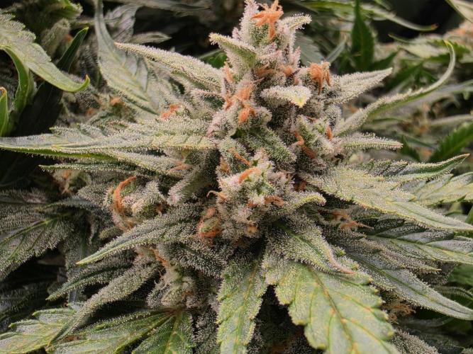 Hydro FF Auto Sativa. Week 13