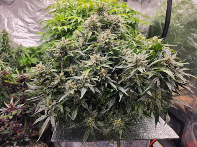 Hydro FF Auto Sativa. Week 13