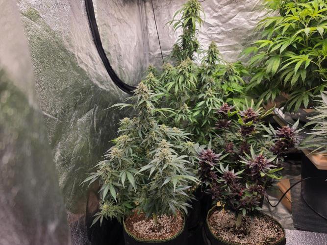 Coco auto medicinal grow RQS. Week 10