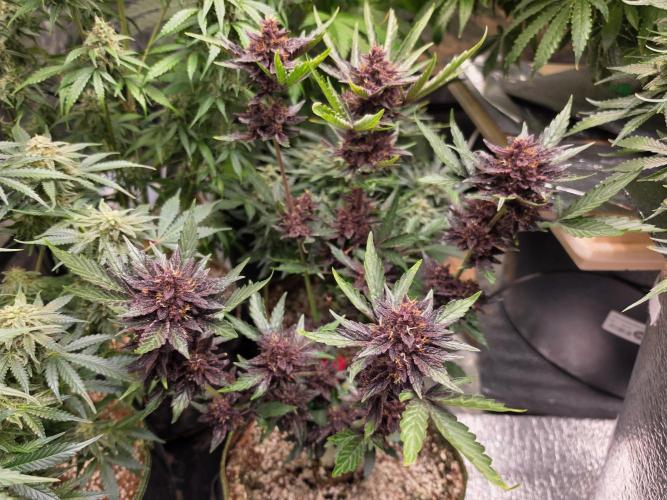Coco auto medicinal grow RQS. Week 10