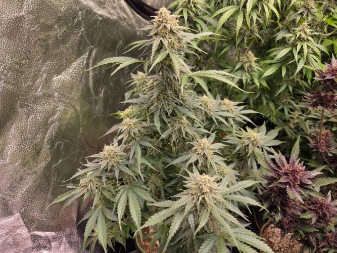 Coco auto medicinal grow RQS. Week 10