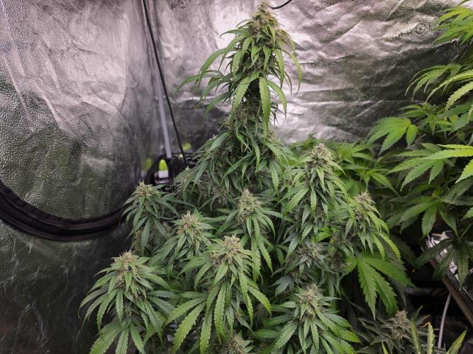 Coco auto medicinal grow RQS. Week 10