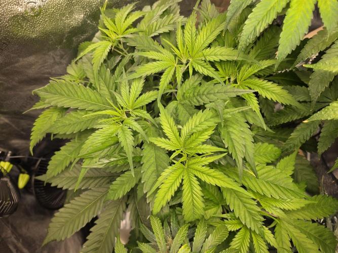 Dwc sweet cream caramel. Week 4