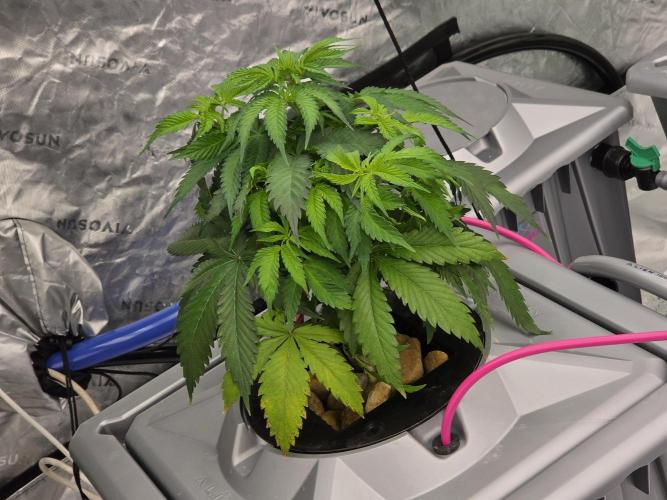 Aero #kannabia Candy cream go fast. Week 5