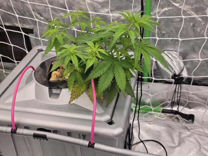 Aero #kannabia sunset sherbet. Week 5