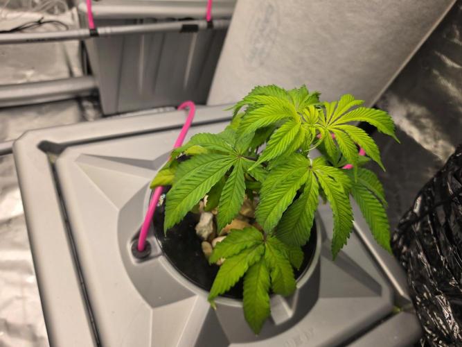 Aero sweet cream caramel. Week 5
