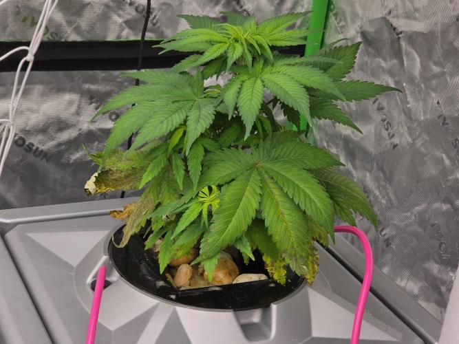 Aero sweet cream caramel. Week 5