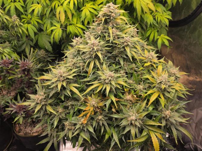 Hydro FF Auto Sativa. Week 14