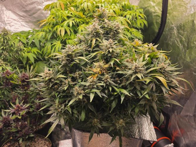Hydro FF Auto Sativa. Week 14