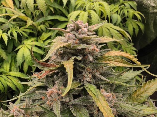 Hydro FF Auto Sativa. Week 14