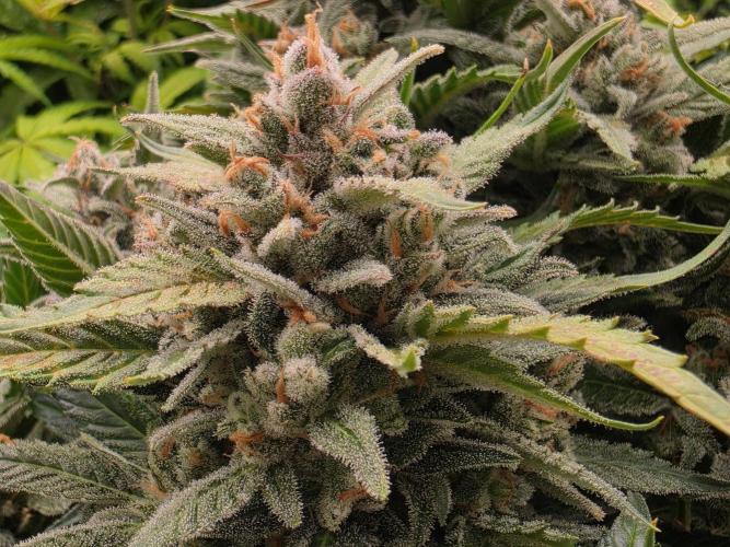 Hydro FF Auto Sativa. Week 14