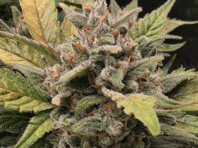 Hydro FF Auto Sativa. Week 14