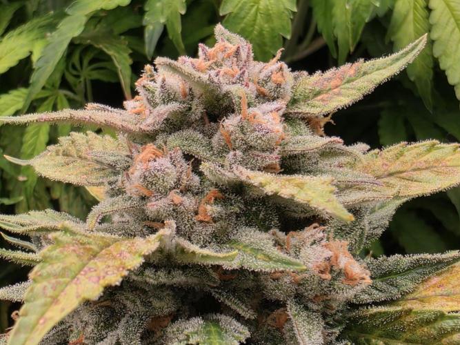 Hydro FF Auto Sativa. Week 14