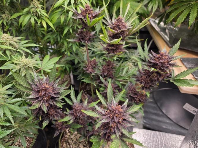 Coco auto medicinal grow RQS. Week 11