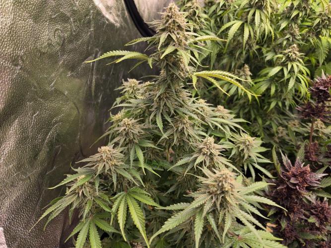 Coco auto medicinal grow RQS. Week 11