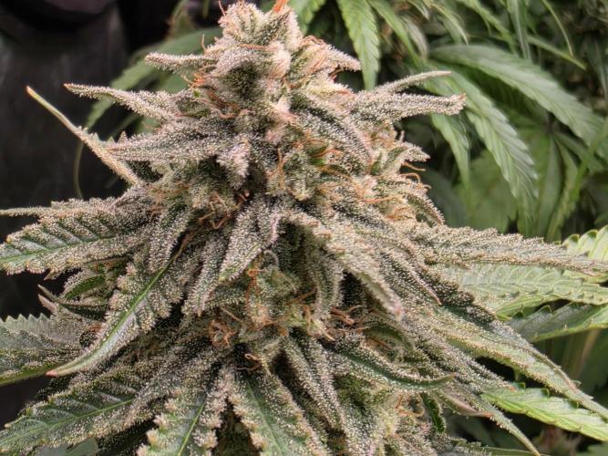 Coco auto medicinal grow RQS. Week 11