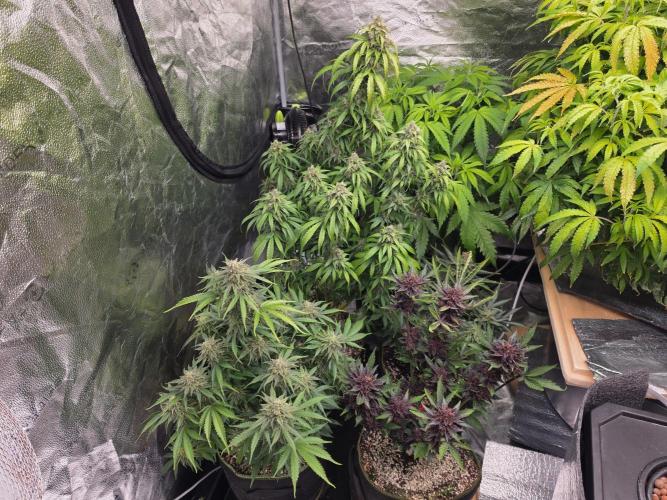 Coco auto medicinal grow RQS. Week 11