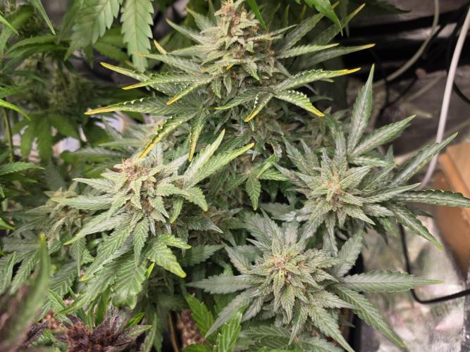 Coco auto medicinal grow RQS. Week 11
