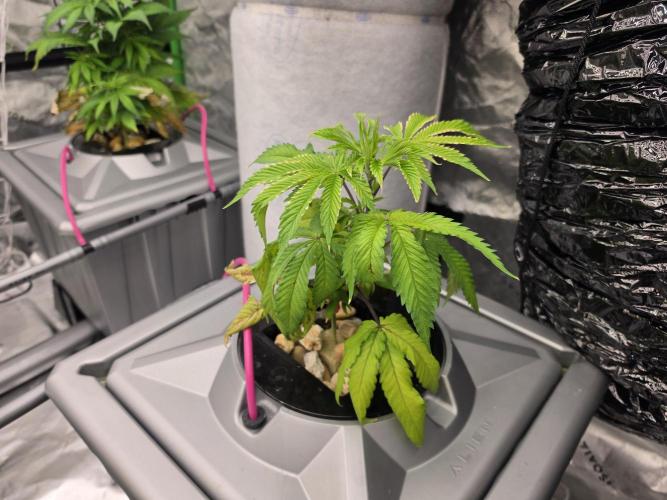 Aero sweet cream caramel. Week 6