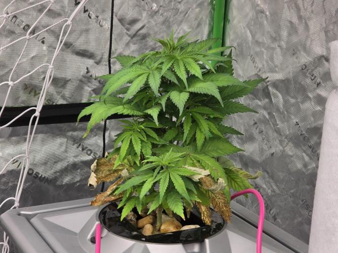 Aero sweet cream caramel. Week 6