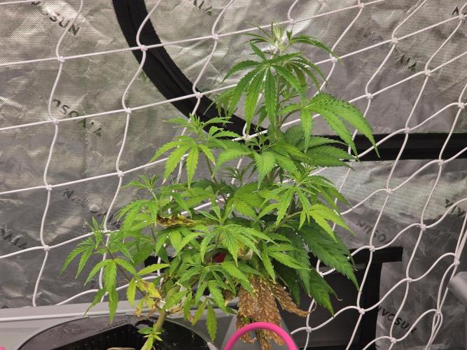 Aero #kannabia sunset sherbet. Week 6