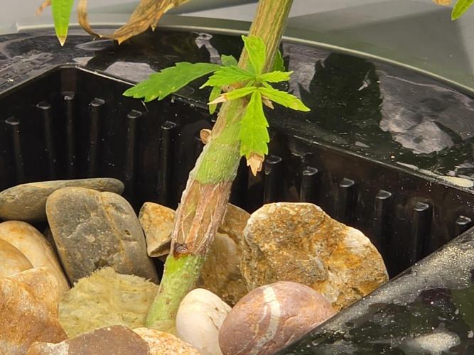 Aero #kannabia sunset sherbet. Week 6 - Win the fight :)